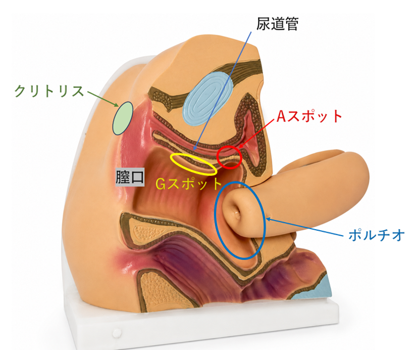 膣の中はどうなっている？感じる場所・痛み・中イキを解説